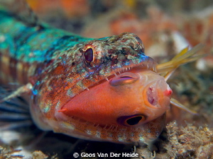 Lizzardfish catched a reeffish during a dive at the house... by Goos Van Der Heide 